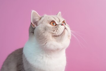 Studio portrait photography of a curious exotic shorthair cat scratching against a pastel or soft colors background. With generative AI technology