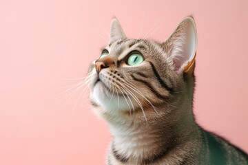 Conceptual portrait photography of a cute tabby cat investigating against a pastel or soft colors background. With generative AI technology