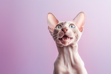 Medium shot portrait photography of a funny peterbald cat paw-licking against a pastel or soft colors background. With generative AI technology