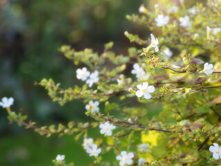 Nature, garden and white flowers in field for natural beauty, spring mockup and blossom....