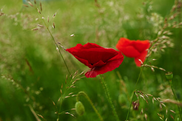 Nature, grass and red poppies in field for natural beauty, spring mockup and blossom. Countryside,...
