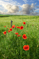 Flowers, grass and red poppies in field for natural beauty, spring mockup and blossom. Countryside, nature background and closeup of flower for environment, ecosystem and flora growing in meadow