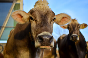 cute cow.dairy farm.cattle.animal care.nice farm.organic farm in Switzerland.Beautiful cow.Farming.Agribusiness.Farm tour.Milk production.Love for animals.funny animal.animal care.big bull.Life.