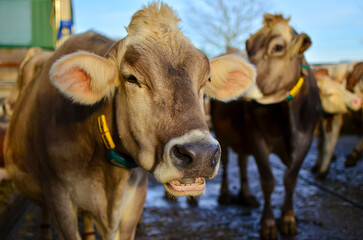 cute cow.dairy farm.cattle.animal care.nice farm.organic farm in Switzerland.Beautiful cow.Farming.Agribusiness.Farm tour.Milk production.Love for animals.funny animal.animal care.big bull.Life.