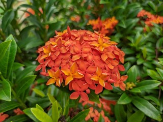 the beauty of soka jungle geraniums with flowers that bloom red to orange