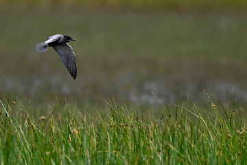 Black tern // Trauerseeschwalbe (Chlidonias niger)