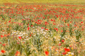 Obraz premium paisaje de un campo de amapolas y margaritas