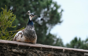 Selective focus on a female peacock sitting on a wall