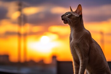 Full-length portrait photography of a happy oriental shorthair cat growling against a captivating sunset. With generative AI technology