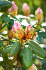 Nature, leaf and closeup of flower bud for natural beauty, spring mockup and blossom. Countryside, plant background and zoom of rhododendron for environment, ecosystem and flora growing in meadow