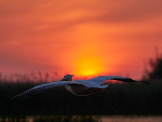 pelican in flight at sunrise