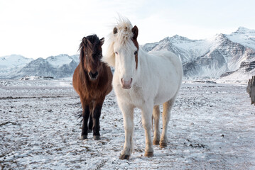 Obraz na płótnie Canvas In the Icelandic winter, the beautiful and robust Icelandic horses dazzle with their endurance and beauty.