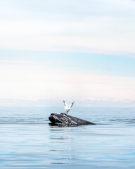 Seagull perches on whale in Argentine Patagonia