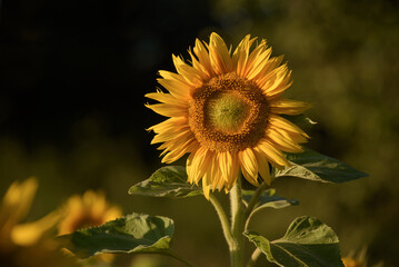 SUNFLOWERS - Beautifully blooming plant in the rays of sun

