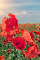 Beautiful red poppy flowers at field