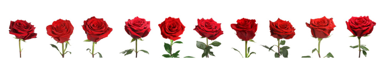 Fototapeta premium Set of beautiful red roses on white background