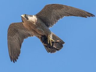 Peregrine with a Starling meal