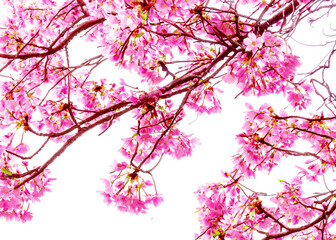 Obraz na płótnie Canvas japanese cherry blossom tree sakura flowers over white wallpaper background vreated with generative ai technology