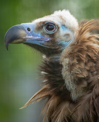 Gyps: Capturing the Magnificence of an Awe-Inspiring Avian Creature