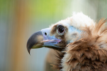 Gyps in Focus: Showcasing the Enchanting Personality of a Noble Bird