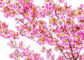 Obraz na płótnie Canvas japanese cherry blossom tree sakura flowers over white wallpaper background vreated with generative ai technology. 