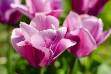 Colorful tulip flowers in a tulip field in a background. Close up 