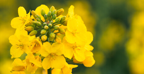 Beautiful Springtime Canola Flowers in the Meadow