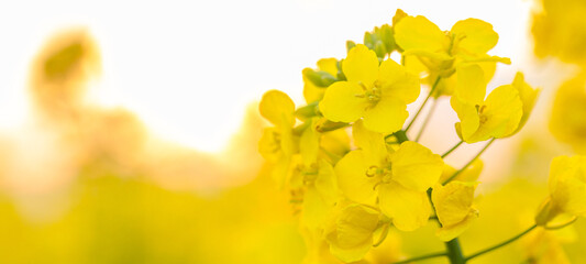 Beautiful Springtime Canola Flowers in the Meadow