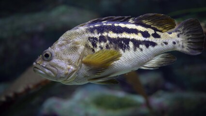 Sebastes carnatus swims slowly in dark water in the oceania. Exotic fish underwater.