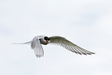 Arctic tern (Sterna paradisaea) in Jokulsarlon lake (Iceland)