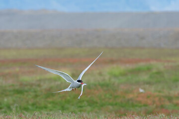 Arctic tern (Sterna paradisaea) in Jokulsarlon lake (Iceland)