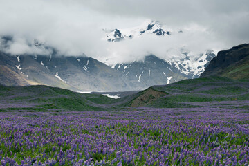 Flowers and mountains of Iceland