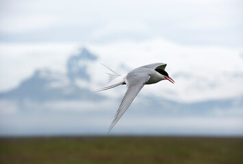 Arctic tern (Sterna paradisaea) in Jokulsarlon lake (Iceland)