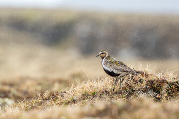 European golden plover (Pluvialis apricaria) in the wild