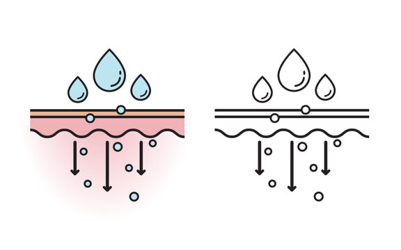The mechanism of nutrient absorption through skin layer with color and outline drawing vector on white background. Skin care and beauty concept. Flat icon illustration.