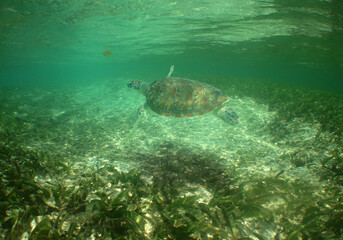 Fototapeta na wymiar a beautiful sea turtle in the crystal clear waters of the caribbean sea