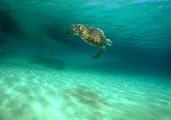 Obraz na płótnie Canvas a beautiful sea turtle in the crystal clear waters of the caribbean sea