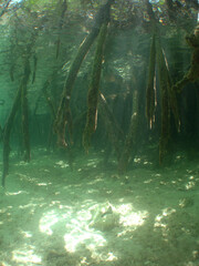 some mangroves in the crystal clear waters of the caribbean sea