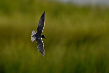 Black tern // Trauerseeschwalbe (Chlidonias niger)
