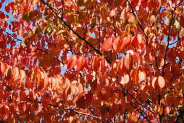 秋　葉　赤