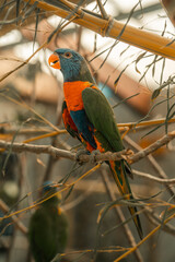 Rainbow Lorikeet tropical bird, jungle parrot colourful feathers beautiful colorful birds, cute blue feathers, green feather