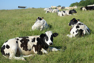 Belgian cows grazing in Belgium Ardennes countriside