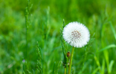 Dandelion on a natural background, blowball