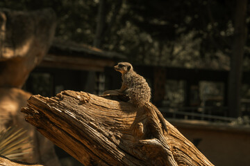 Meerkat sitting on a log, prairie dog small mammal in a zoo enclosure, wild animals safari meerkats