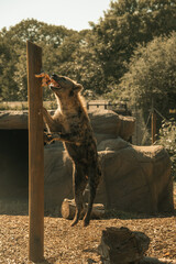 Hyena jumping in the air for food, hungry wild African mammal, savage animal feeding at a zoo or safari park