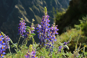 Closeup of Wild Andean Lupine Flowers with Blurry Andean Mountains in the Backdrop, Colca Canyon,...