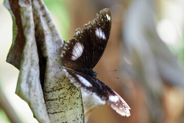 Close-up view black butterfly perching on dry leaf