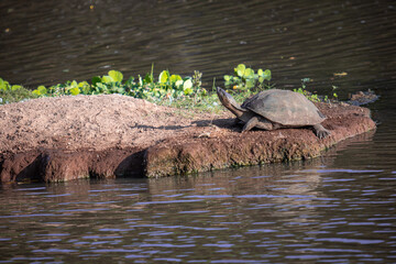 The African Helmeted Terrapin