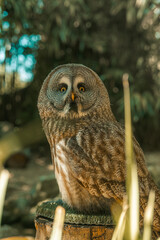 Large owl sitting on a post, great grey owl staring and looking into the camera, bird of prey, zoo animal beautiful face beak and eyes