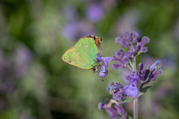 A Green Hairstreak butterfly (Callophrys rubi) on Catmint flowers.
